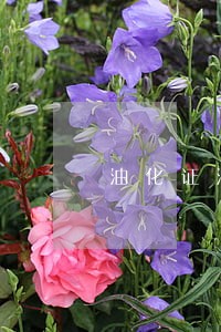 油化证消限多长时间逾期 油化证消限多长时间逾期