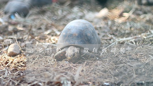 治多县公司解散在线律师 治多县公司解散在线律师