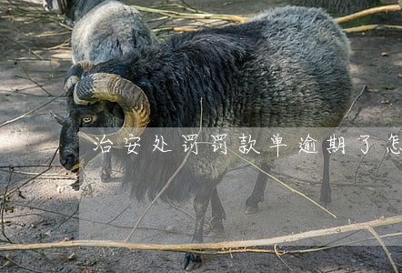 治安处罚罚款单逾期了怎么办 治安处罚罚款单逾期了怎么办