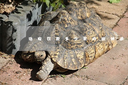治安罚款多少天内缴纳逾期 治安罚款多少天内缴纳逾期