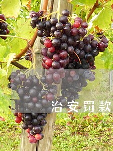 治安罚款逾期了该怎么交 治安罚款逾期了该怎么交