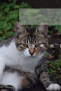 沾化交警严管整治交通违法行为 沾化交警严管整治交通违法行为