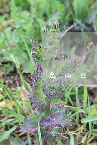 泉山区专业离婚律师报价 泉山区专业离婚律师报价
