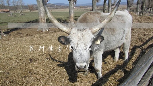 泉州债务律师排行 泉州债务律师排行