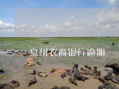 泉州农商银行逾期 泉州农商银行逾期