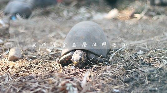 泉州婚宴离婚律师咨询 泉州婚宴离婚律师咨询
