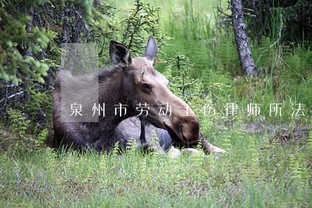 泉州市劳动工伤律师所法律咨询