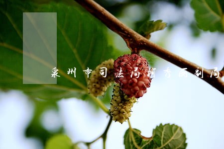 泉州市司法局柯秀丽副局长 泉州市司法局柯秀丽副局长