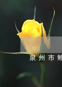 泉州市鲤城区法院刑事庭庭长 泉州市鲤城区法院刑事庭庭长