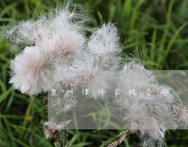 泉州律师在线咨询 泉州律师在线咨询
