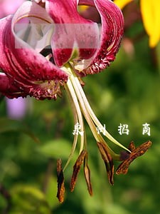 泉州招商银行逾期事件 泉州招商银行逾期事件