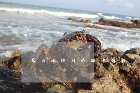泉州法院网络赌博判例 泉州法院网络赌博判例