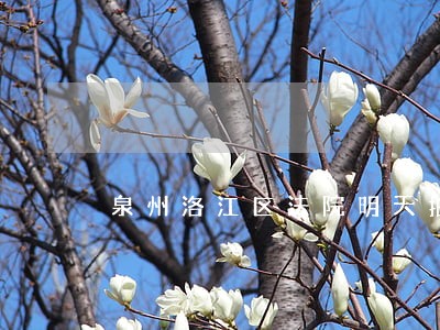 泉州洛江区法院明天拍卖的有什么 泉州洛江区法院明天拍卖的有什么