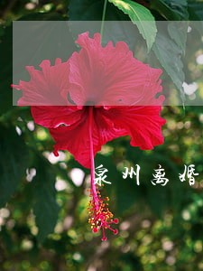 泉州离婚律师费用 泉州离婚律师费用