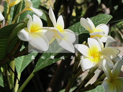 泉州鲤城区违法停车告知书 泉州鲤城区违法停车告知书