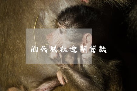 泊头联社逾期贷款 泊头联社逾期贷款