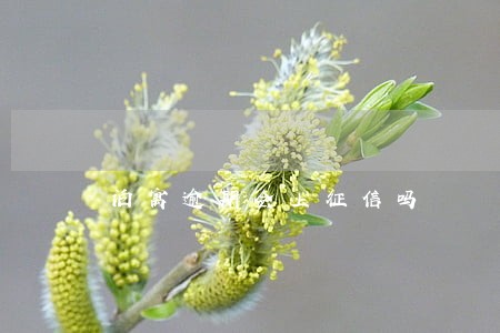 泊寓逾期会上征信吗 泊寓逾期会上征信吗