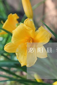 泌阳县李珂律师法律咨询处概况 泌阳县李珂律师法律咨询处概况