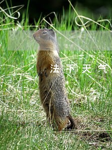 法下天气保险面临的法律问题