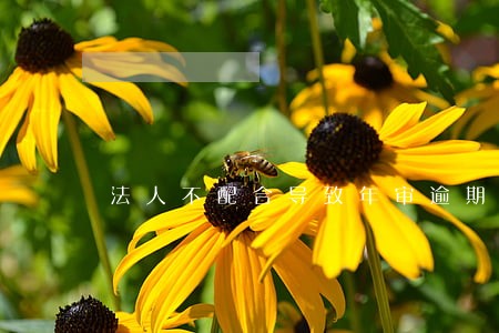 法人不配合导致年审逾期