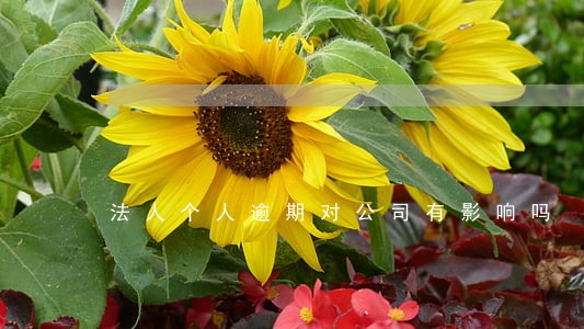 法人个人逾期对公司有影响吗 法人个人逾期对公司有影响吗