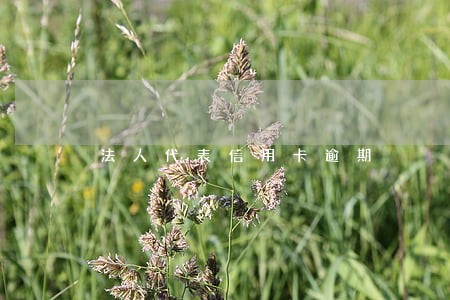 法人代表信用卡逾期 法人代表信用卡逾期