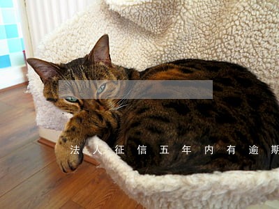 法人征信五年内有逾期 法人征信五年内有逾期