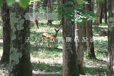 法人贷款逾期情况说明 法人贷款逾期情况说明