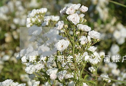 法人逾期会影响公司账户吧 法人逾期会影响公司账户吧