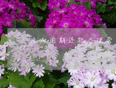 法人逾期还能办理营业执照吗