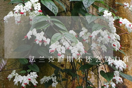 法兰克逾期不还会暴力催收吗 法兰克逾期不还会暴力催收吗