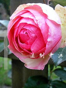 法制中江模板 法制中江模板