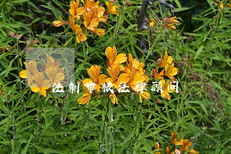 法制审核法律顾问 法制审核法律顾问