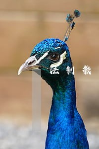 法制教育听后感300字 法制教育听后感300字