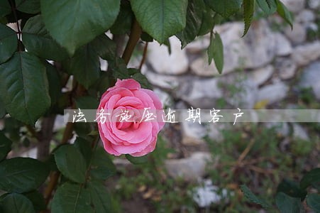 法务施压逾期客户
