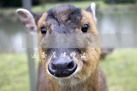 法务没律师证 法务没律师证