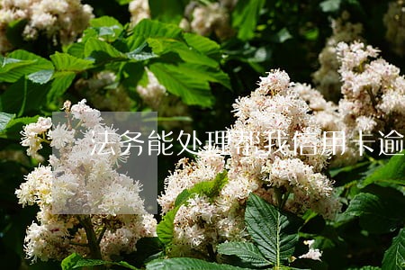 法务能处理帮我信用卡逾期吗 法务能处理帮我信用卡逾期吗