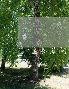 法务顾问和法律顾问 法务顾问和法律顾问