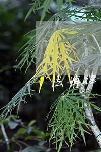 法博律师