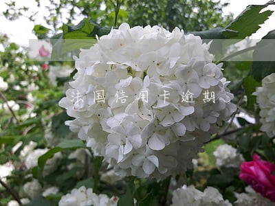 法国信用卡逾期 法国信用卡逾期