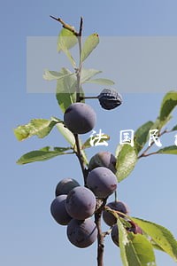 法国民法典的法律渊源 法国民法典的法律渊源
