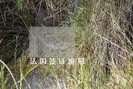 法国签证逾期 法国签证逾期