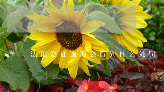 法国签证逾期会得到什么处罚 法国签证逾期会得到什么处罚