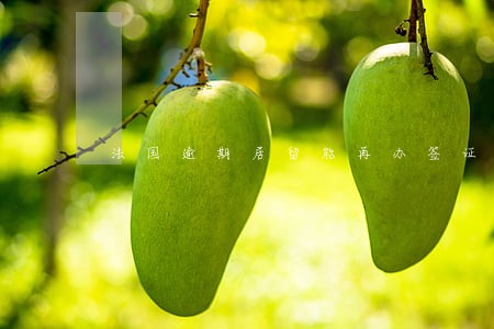 法国逾期居留能再办签证吗 法国逾期居留能再办签证吗