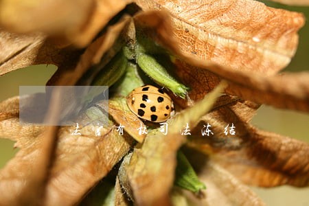 法官有权司法冻结 法官有权司法冻结