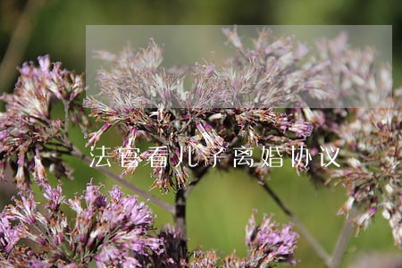 法官看儿子离婚协议 法官看儿子离婚协议