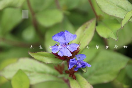 法定继承人作为原告参加诉讼 法定继承人作为原告参加诉讼