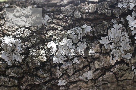 法定贷款逾期费 法定贷款逾期费