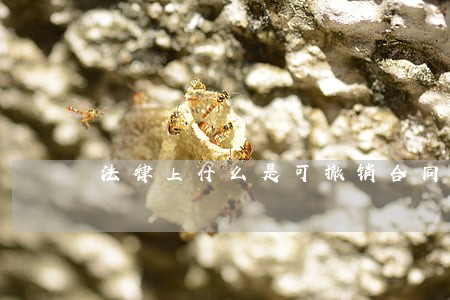 法律上什么是可撤销合同 法律上什么是可撤销合同