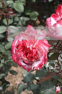 法律上海中医药大学出版社中国电影出版社 法律上海中医药大学出版社中国电影出版社